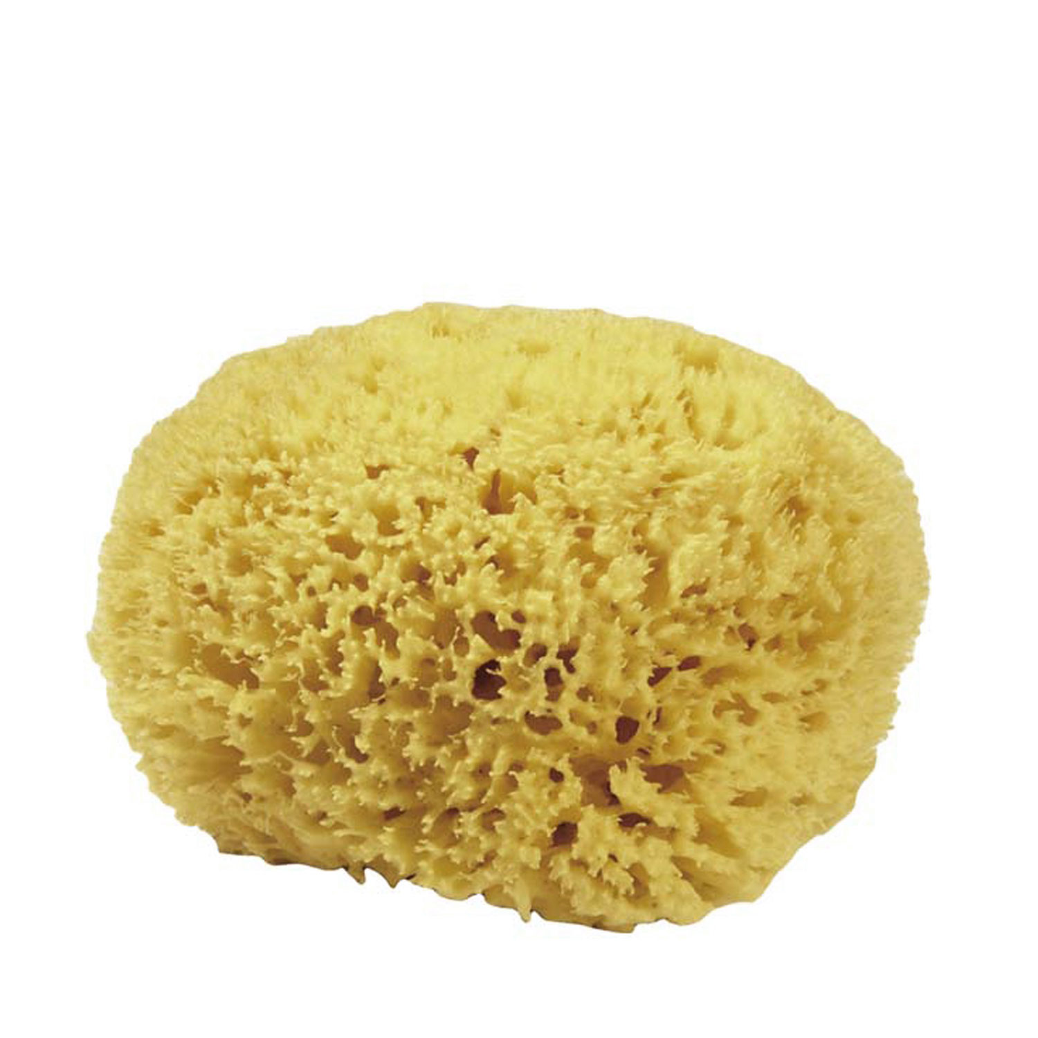 Naturschwämme